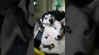 Funny Situation with Husky Normal dogs vs Husky |  #husky #huskydog #shorts #dog #siberianhusky