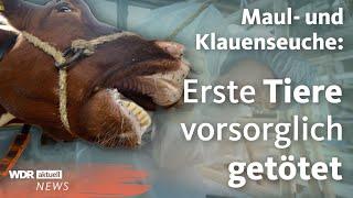 Maul- und Klauenseuche: Deutsche Landwirte dürfen kein Fleisch exportieren | WDR Aktuelle Stunde