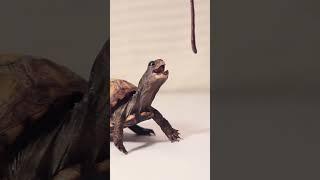 Clumsy Turtle Tries to Eat Worm #turtle