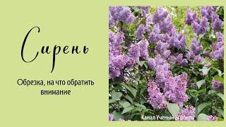 Сирень.  Обрезка, на что обратить внимание