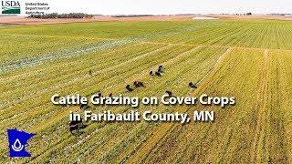 Cattle Grazing on Cover Crops in Faribault County, MN