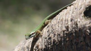 Les parcs naturels...en Minuscule : Réunion