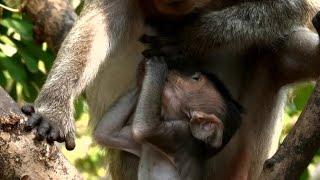 Pity Baby NICK So Hungry Mummy Reject Milk Baby | News Baby Monkey