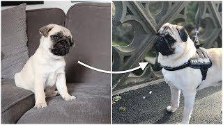 Pablo from 3 Weeks to 1 year old!