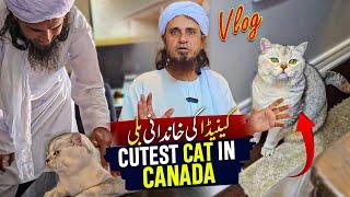 Cutest Cat In Canada - Mufti Tariq Masood Vlogs