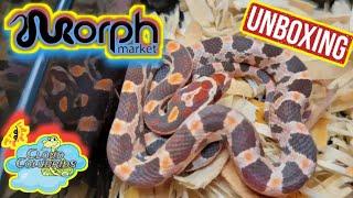 Unboxing My New Snake From Morphmarket, My Snake Collection 2022