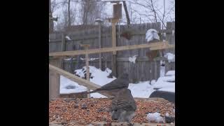 Dark Eyed Juncos Have A Conversation