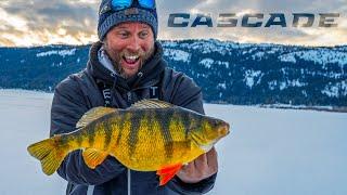 Cascade Lake Perch - Yellow GIANTS