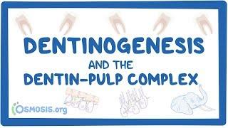 Dentinogenesis and the dentin-pulp complex