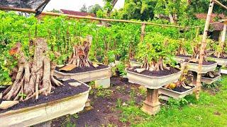 Cek Harga Bonsai Kimeng Jumbo《 085334527859 Om Han