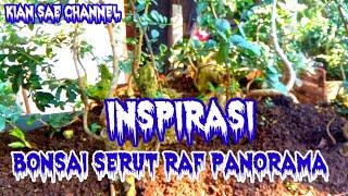 Inspirasi Calon BONSAI SERUT RAF PANORAMA//PANJANG 150 CM