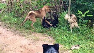 A lok lok -  Dog Fighting