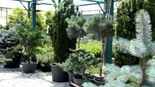 Растения садового центра Landscape Cafe
