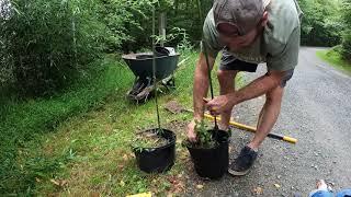 Transplanting Bamboo and propagating new plants