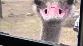 "Amusing Ostrich" pecking insects from window