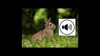 Bunny sound 