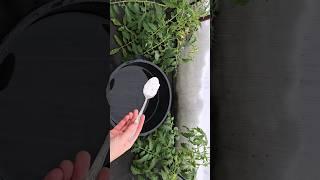 3 ложки на ведро воды и томаты, огурцы, перцы начнут расти как на ДРОЖЖАХ