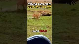 사자가 독수리를 공격하지 않은 이유 – 포식자 판단 전략 해설
