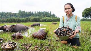 Harvesting GOLDEN SNAIL , Harvesting EEL ...Go To Market Sell  | Farm Life: Cooking & Gardening