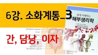 6강. 소화계통 3) 간, 담낭, 췌장(이자)