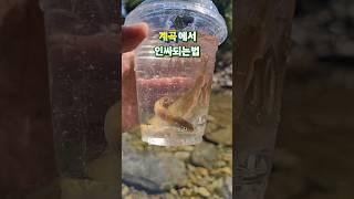 주문하신 버들치카노 나왔습니다 #shorts #계곡 #물고기 #fish