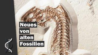 Neues von alten Saurier-Fossilien – Entdeckungen in fossilen Dinosaurierknochen | Dr. Harald Binder