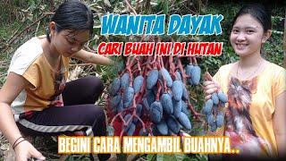 Cari buah Kemayau di hutan Kalimantan bersama Gadis Dayak~part2