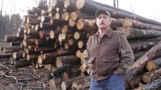 Harvest of wildfire-charred timber fraught with problems for private landowners