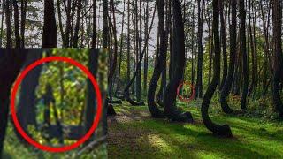 Journey Through the Enigmatic Crooked Forest of Poland