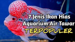 7 Ikan Hias Aquarium Air Tawar Terpopuler