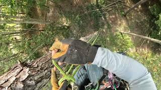 How to: Tying the Double fishermans knot #shorts #tree #climbing #treeclimbing #arborist #treelife