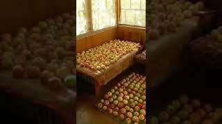 ах, если бы сбылась моя мечта  #деревня #деревенскаяжизнь