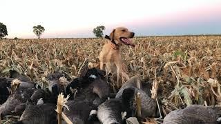 2020 Early Season Indiana Goose Hunt