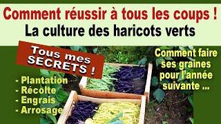Comment réussir la culture des haricots verts au jardin potager bio