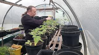 Allotment Update 4/5/24 - Potting Tomatoes into twin pots