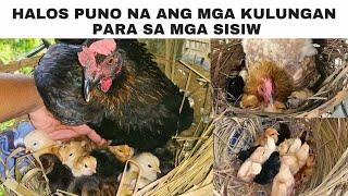 Halos puno na ang mga kulungan para sa mga sisiw