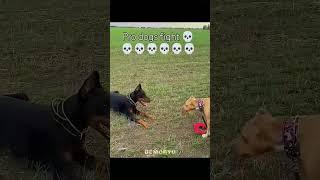 ninja dogs fight#short#problad 99#shorts#like#subscribe#comment#share#views#support#5k subscribe.