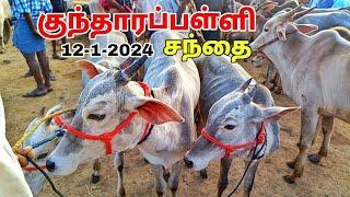 12-1-2024 #kundarapalli Friday cow market/small cows Big cow price details Krishnagiri Friday market