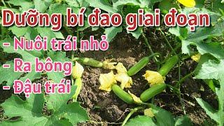 Kỹ thuật trồng bí đao: P18-Cách nuôi trái, dưỡng hoa, đậu trái bí đao - BÙI THANH NGOAN