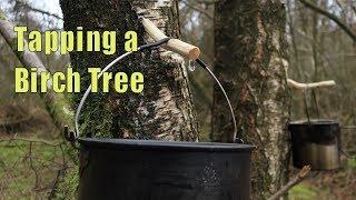 How to Tap for Birch Sap | Tapping A Tree