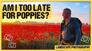 Poppies at Dawn | A Beautiful Morning of Landscape Photography