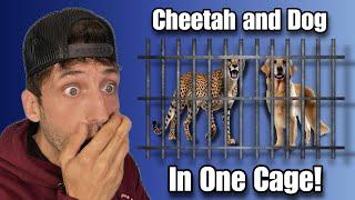 DOG STUCK IN CHEETAH CAGE?!?