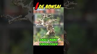 BONSAI TAMPIL GERSANG TANPA DAUN