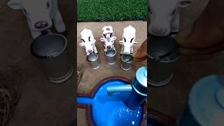 Mini Handpump Water Project and Three Cow's videos