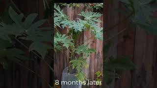 How long To Grow Papaya From Seeds