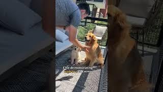 Dog teaches puppy how to high-five #goldenretriever #dog