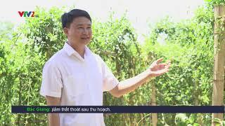 VTV2 đưa tin về Dược liệu thiên nhiên Pù Mát - Doanh nghiệp Khoa học công nghệ.