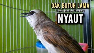 trucukan gacor ROPEL PANJANG pancingan trucukan agar bunyi JADIKAN burung trucuk gacor EMOSI