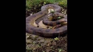 Ular terberat di dunia, green anaconda.