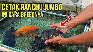 Cetak Ranchu Jumbo, Ini Rahasia Breed Mas Koki dari Brian Reivan